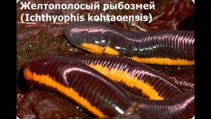 СЕМЕЙСТВО РЫБОЗМЕИ