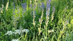 Однажды ты поймёшь