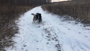 SlowMo собаки дерутся и играют