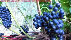 Виноград технический, винный ДУНАЙ (Пузенко Наталья Лариасовна)