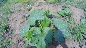 Выращивание кабачков тремя способами