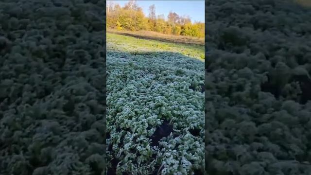 Первый иней в сентябре 30/09/2021.