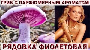 ?РЯДОВКА ФИОЛЕТОВАЯ?ГРИБ С ПАРФЮМЕРНЫМ АРОМАТОМ.?ВЕДЬМИН КРУГ.?ГРИБЫ ПОДМОСКОВЬЯ