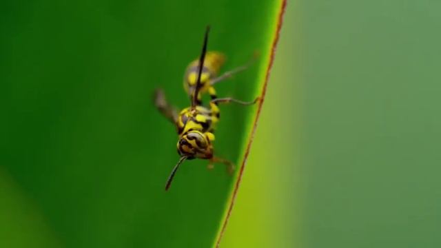 Мир Диких Животных смотреть онлайн