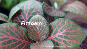 Nerve plant | polka dot | differences | similarities #plants