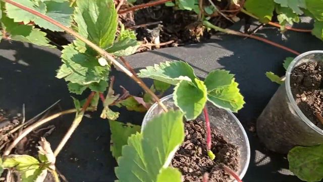 Укореняем усы клубники вместе.22.07.21