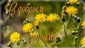 Памяти Демиса Руссоса