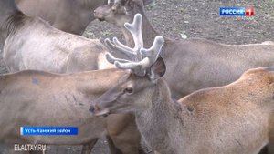 В регионе началась сезонная резка пантов маралов