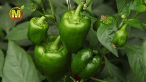 Сладкий перец. Урожайный гибрид Чудо Великан F1. Дачные Уроки.