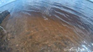 Северная Двина Ракула