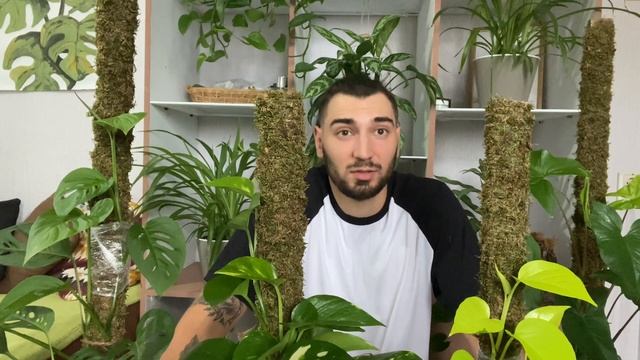 Опора, тотем для комнатных растений ￼