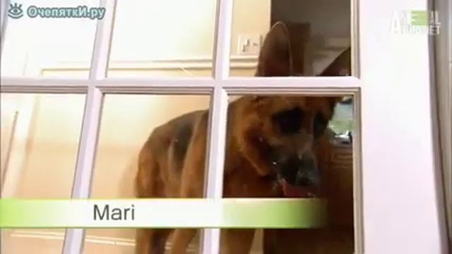 Котят приютила овчарка смотреть онлайн