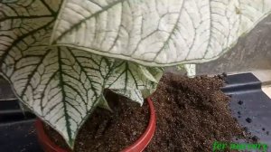 How To Grow Caladium Beauty White Plant