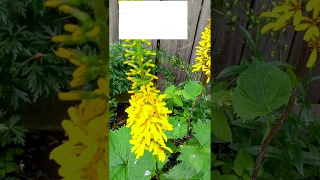 Бузульник (Ligularia)🌾🌼