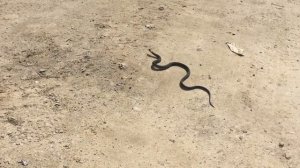 Для тех кто не знает как выглядит Уж. #уж #змея #неядовитая