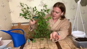 Циссус - уход,перевалка,реанимация после засухи. Березка для каждого.