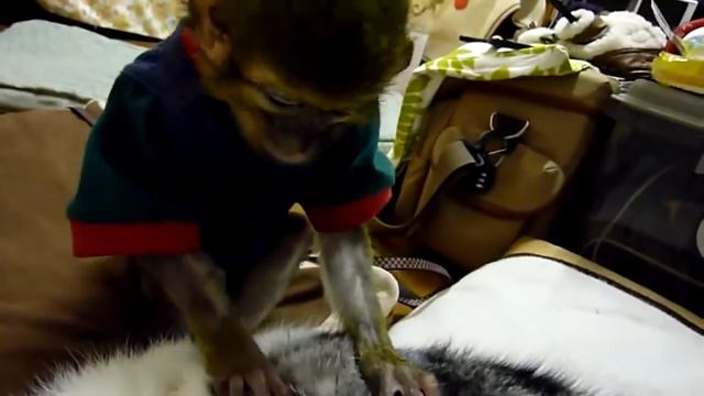 Приколы животных. Душевная музыка. Котики. Животные. Забавное зверята
