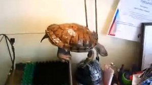 Водяная черепашка «МП» сама выбирается из аквариума!
