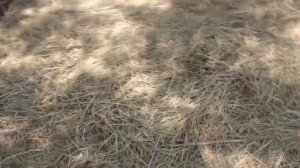 Приспособление для сбора  яблок, груш и других фруктов с высокого дерева.