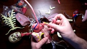 Как устроено тело человека | DeAgostini | 46-49 выпуски