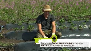 КЛУБНИКИ БУДЕТ В 2 РАЗА БОЛЬШЕ, ЕСЛИ ИСПОЛЬЗУЕТЕ ЭТУ ТЕХНОЛОГИЮ