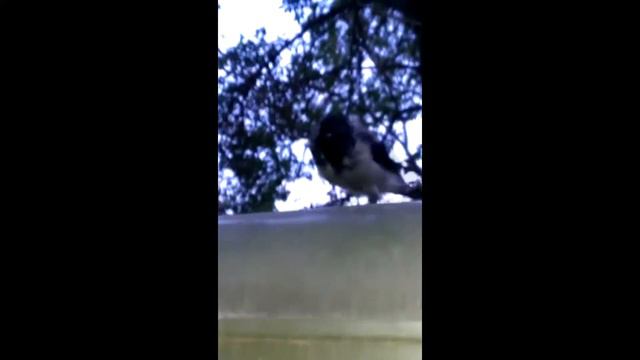 Карлуша смотреть онлайн