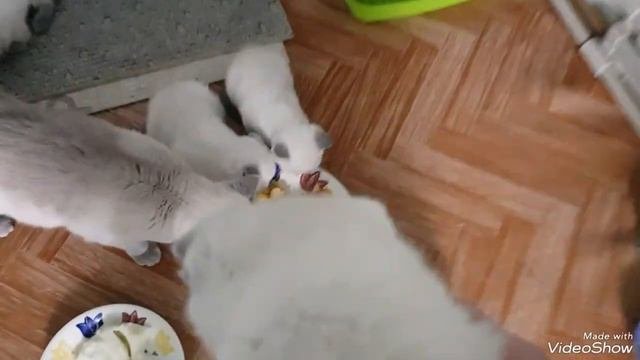 Кошка с котятами. Шотланская вислоухая . Окрас лилак поинт#шотланскаявислоухая#кошка#котята
