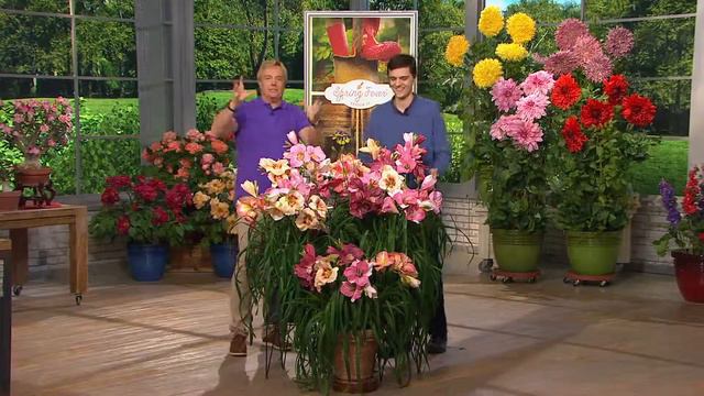 Roberta's 10pc. All Fragrant Re-Blooming Scentsational Daylilies with Rick Domeier смотреть онлайн