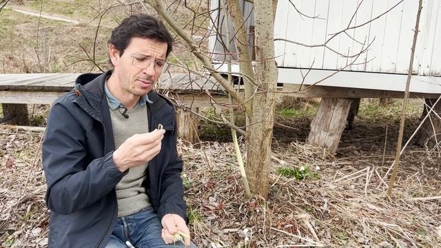 Die HEIMISCHE WUNDERPFLANZE gegen Schmerzen - Salix caprea, Salweide, Palmkätzchen смотреть онлайн