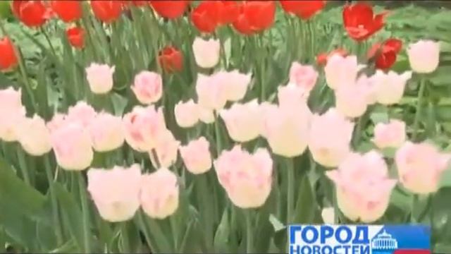 Бал тюльпанов 2013