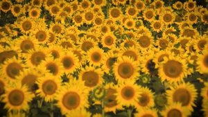 Спеша на деловую встречу, молодой миллионер дал ключи от коттеджа бродяжке с грудничком на руках...