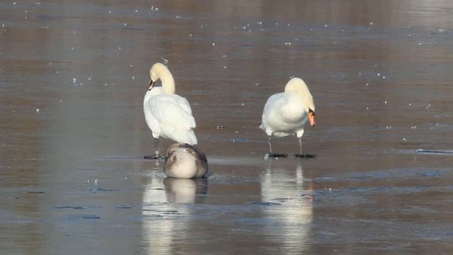 Лебедь-шипун с кольцом на ноге смотреть онлайн