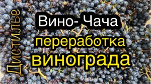 Чача - Вино 2022г. Переработка винограда в домашних условиях.