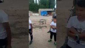 Сары кыз. Жаш талант. Кытайлык кыргыз.