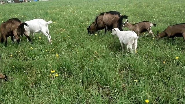 КОЗА с гормональным сбоем в моем хозяйстве. Что делаю...? смотреть онлайн