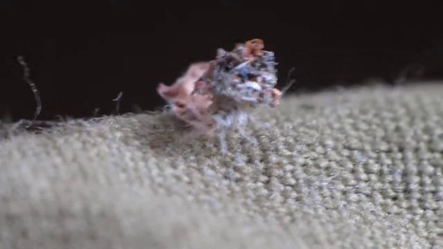 19.08.2019, Владимирская область, личинка златоглазки смотреть онлайн