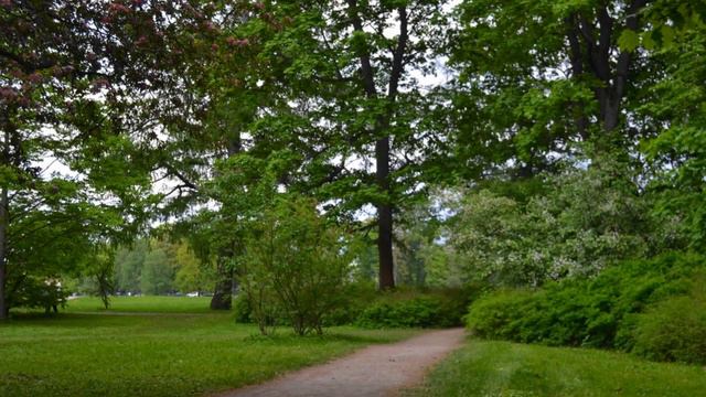 Фестиваль тюльпанов: красочное событие в Санкт-Петербурге  (Tulips in St. Petersburg)