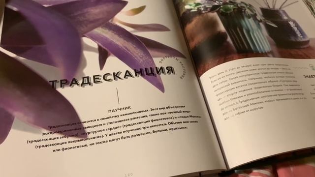 Urban Jungle 2 смотреть онлайн