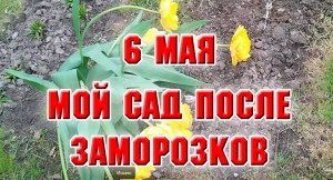6 мая. Мой сад после заморозков