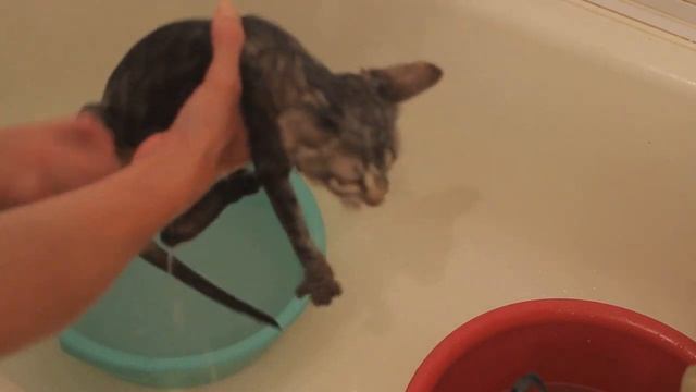 Передержка кошки/Купаем котейку смотреть онлайн