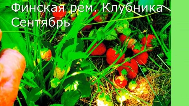 Пожалейте ремонтантную клубнику в сентябре.