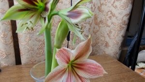 papilio и exotic star  сравнение