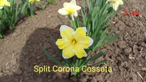 нарцисс Split Corona Cossata