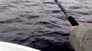 БАРЕНЦЕВО МОРЕ, МАЛЫЙ ПОЛОСАТИК