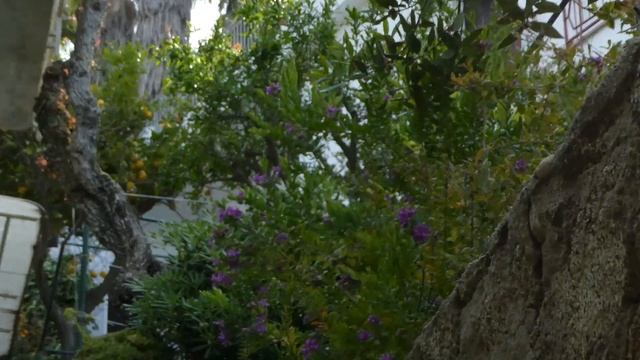 LUMIX TZ80 #superzoom ? DEMO FOTO & Video | 4K смотреть онлайн