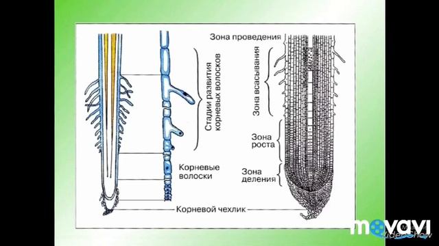 Зоны корня. Биология в стихах. 6 класс смотреть онлайн