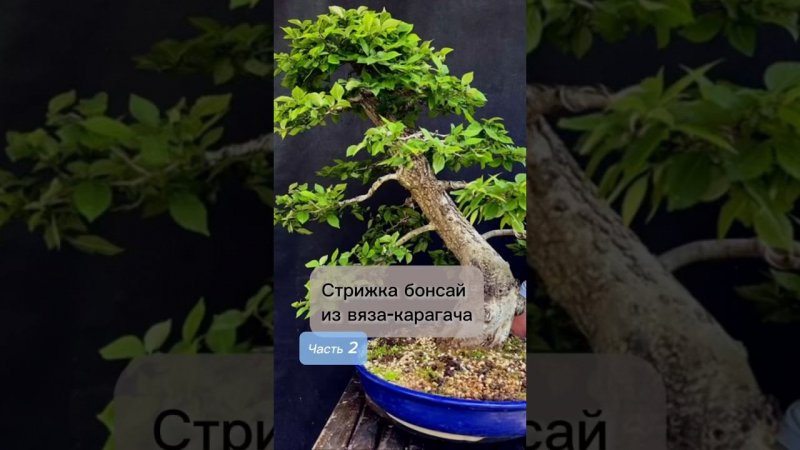 Стрижка бонсай из вяза-карагача. Часть 2. #bonsai #бонсай #ниваки #сад #андрейдарусенков