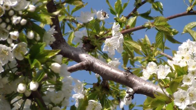 Цветение черешни смотреть онлайн