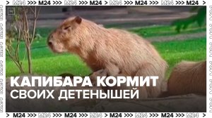 Сотрудники Московского зоопарка показали, как капибара кормит своих детенышей молоком - Москва 24