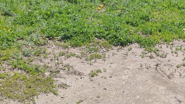 Как бегают жуки по земле смотреть онлайн